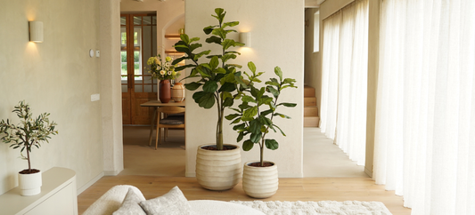 Vijgenplant of vioolbladplant? Wat is het verschil?