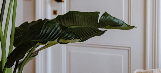 Hoe herken je een realistische kunstplant? 8 tips voor een levensecht resultaat