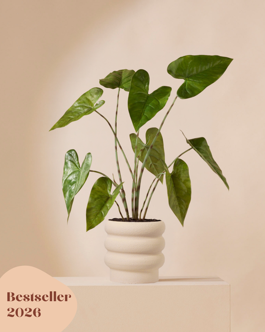 Kunstplant Alocasia zebrina 75 cm