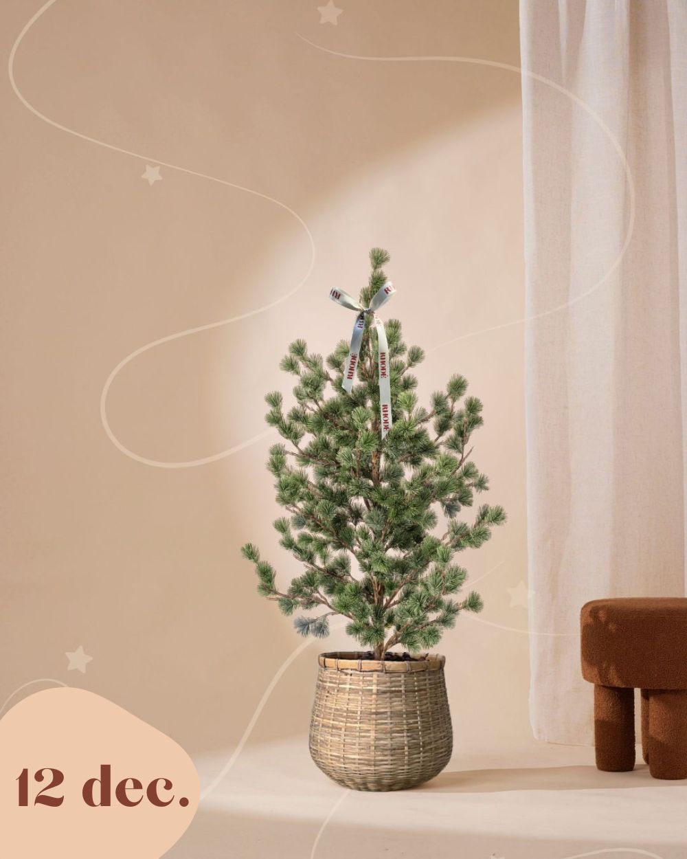 Denneboom 120 cm (pre-order)