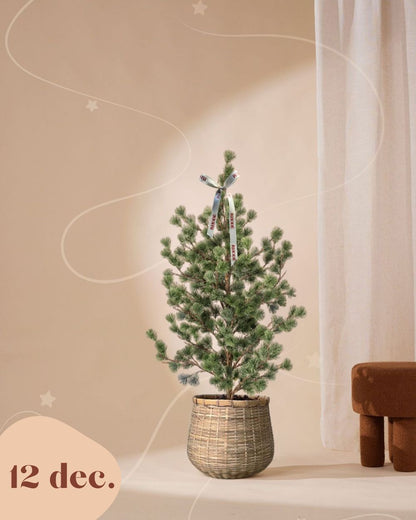 Denneboom 120 cm (pre-order)