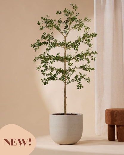 Kunstboom Bucida 210 cm