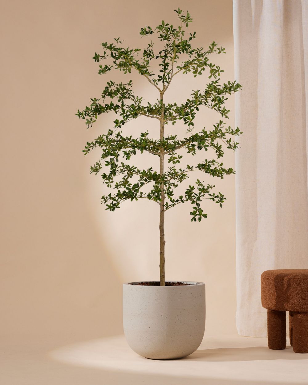 Kunstboom Bucida 210 cm