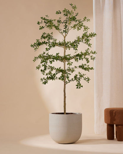 Kunstboom Bucida 210 cm