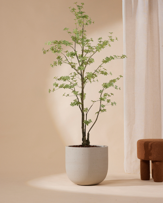 Kunstboom Tropaeolum 210 cm