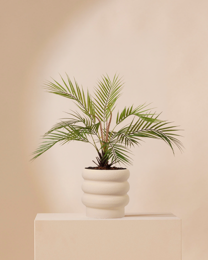 Kunstplant Palm chamaedora 50 cm