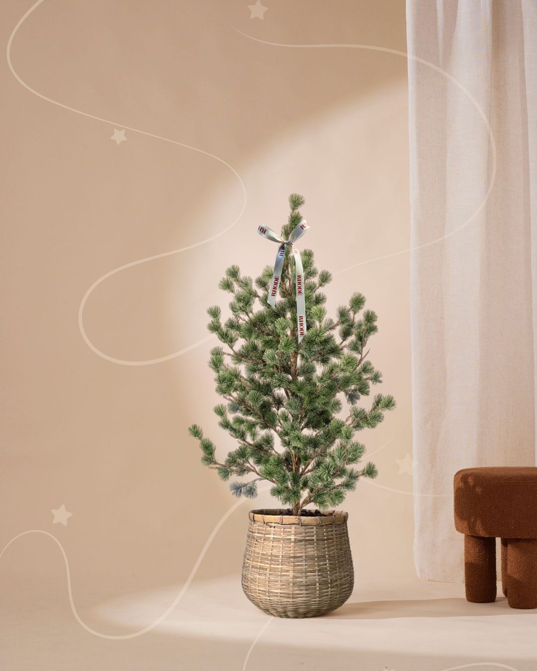 Denneboom 120 cm (pre-order)