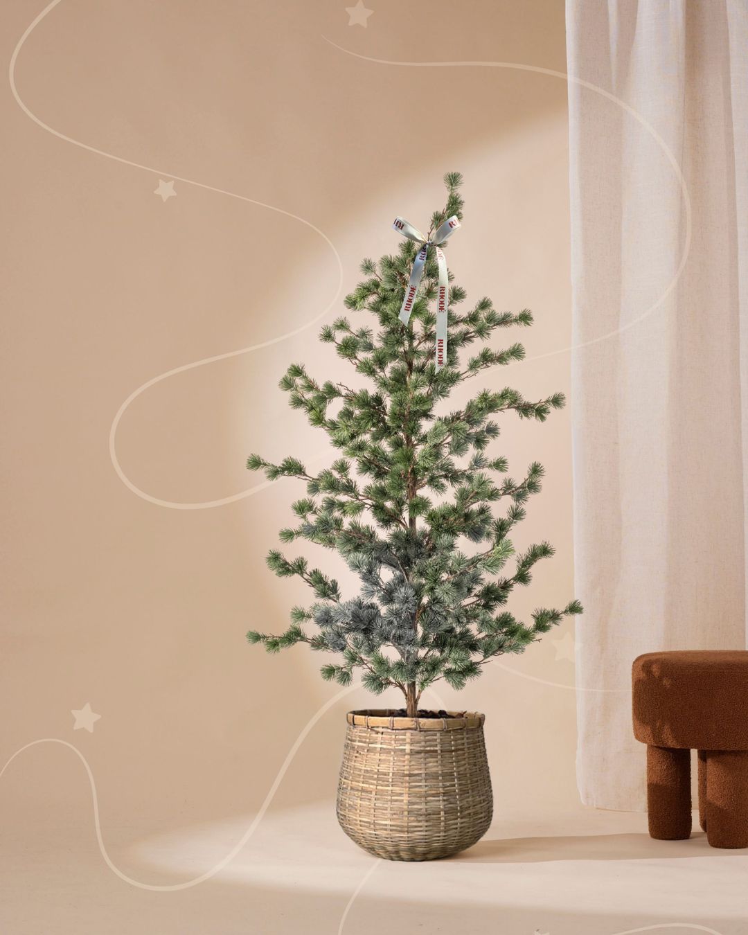 Denneboom 150 cm (pre-order)