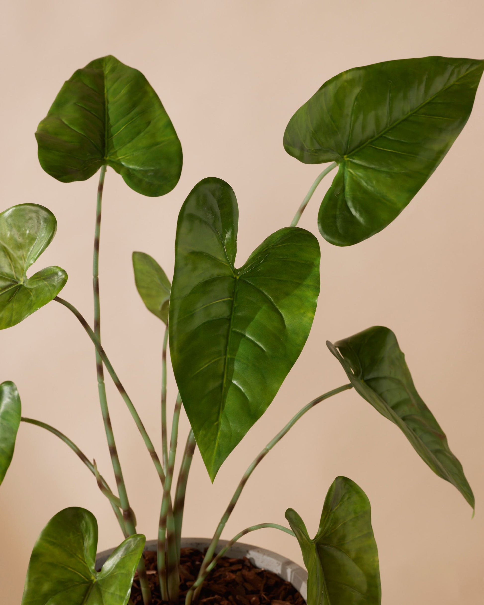 Kunstplant Alocasia zebrina 75 cm - RHODÉ