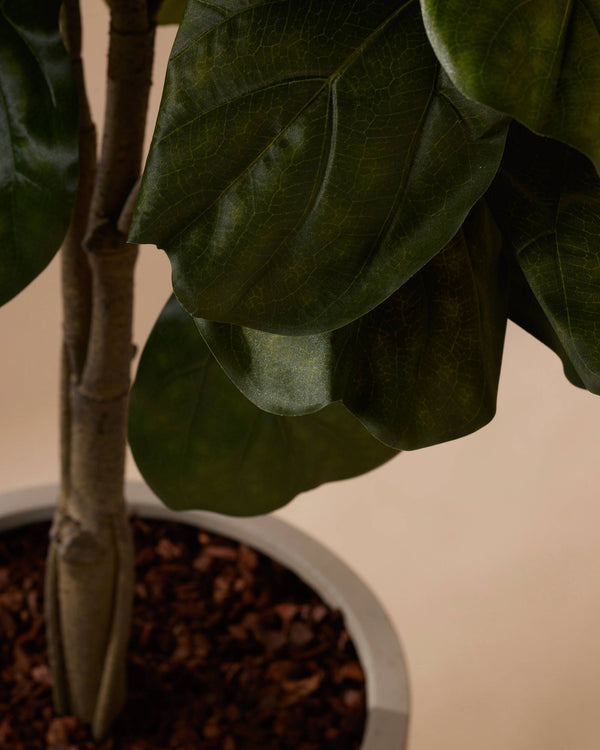 Ficus Lyrata | Tabaksplant 150cm kopen Ficus Lyrata | Tabaksplant 150cm kopen