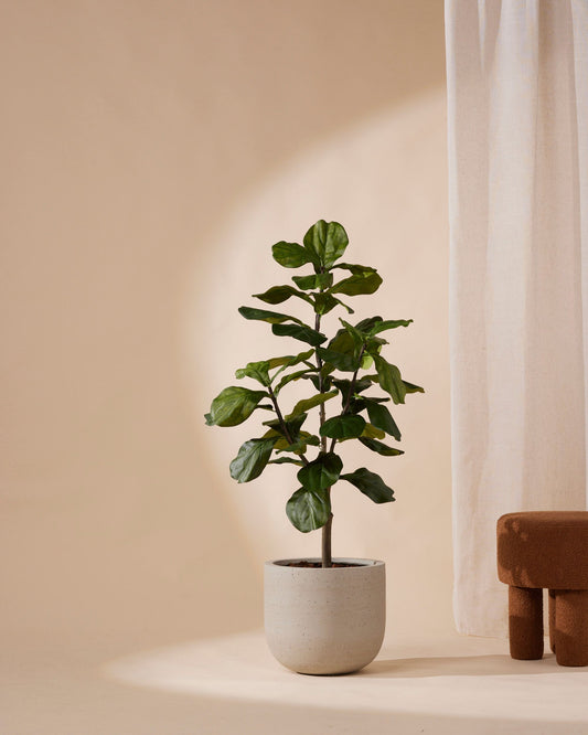 Kunstplant Ficus lyrata 120 cm - RHODÉ