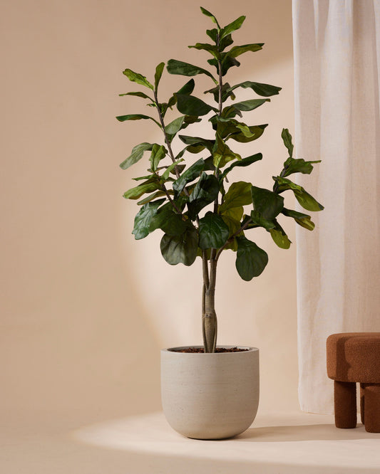 Kunstplant Ficus lyrata 180 cm - RHODÉ