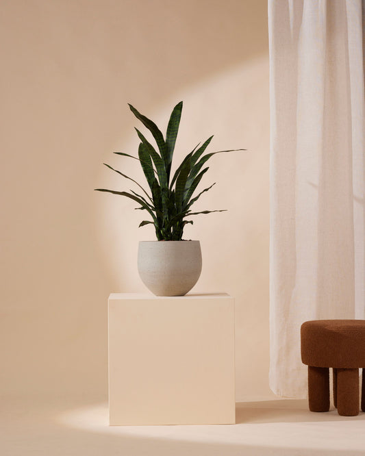 Kunstplant Sanseveria 97 cm - RHODÉ