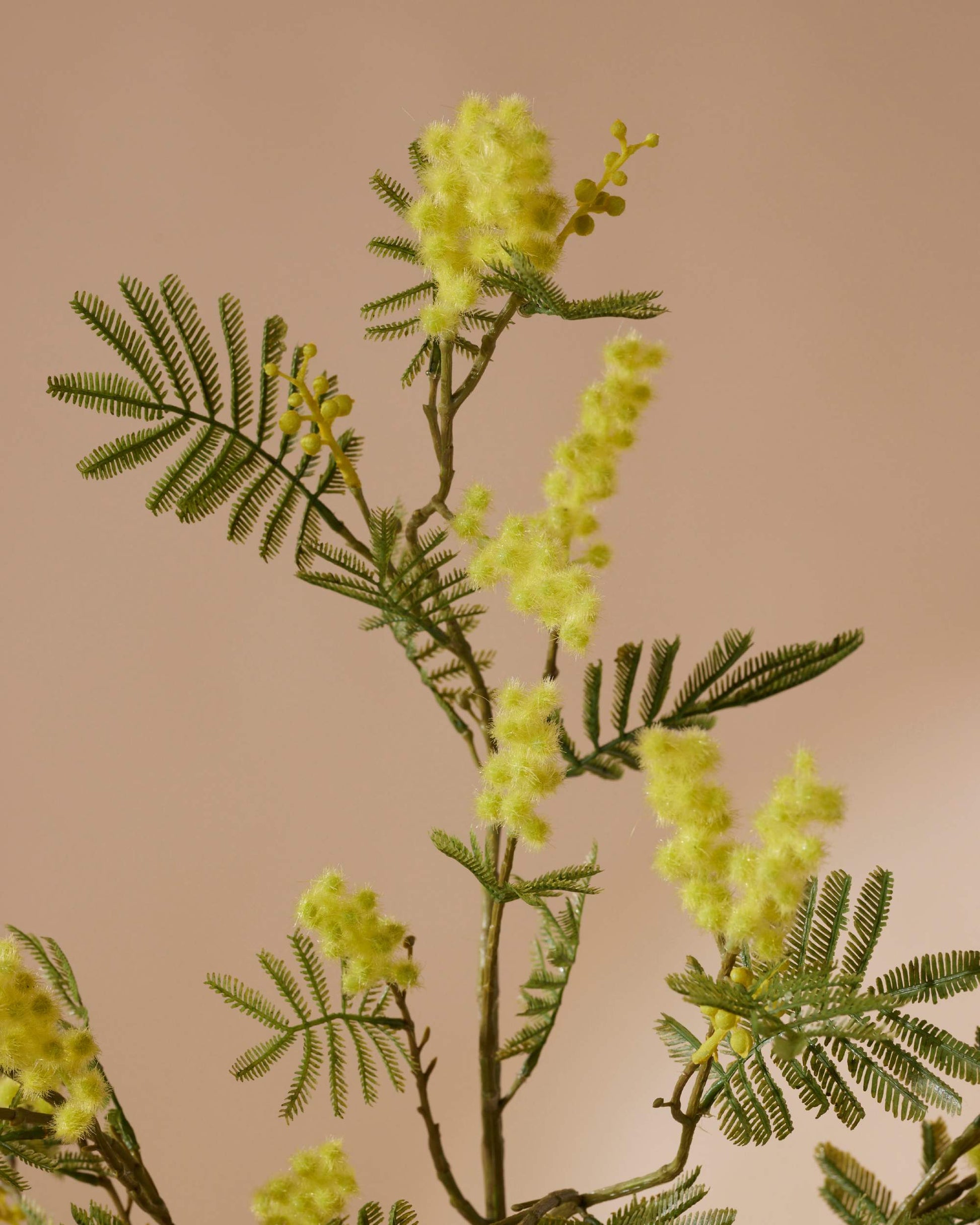 Drie Mimosatakken 110 cm - RHODÉ