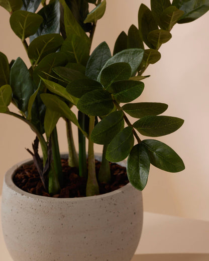 Kunstplant Zamioculcas 70 cm - RHODÉ