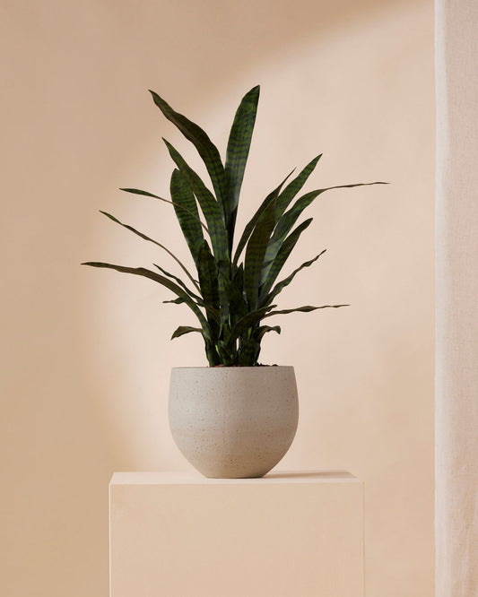 Kunstplant Sanseveria 97 cm