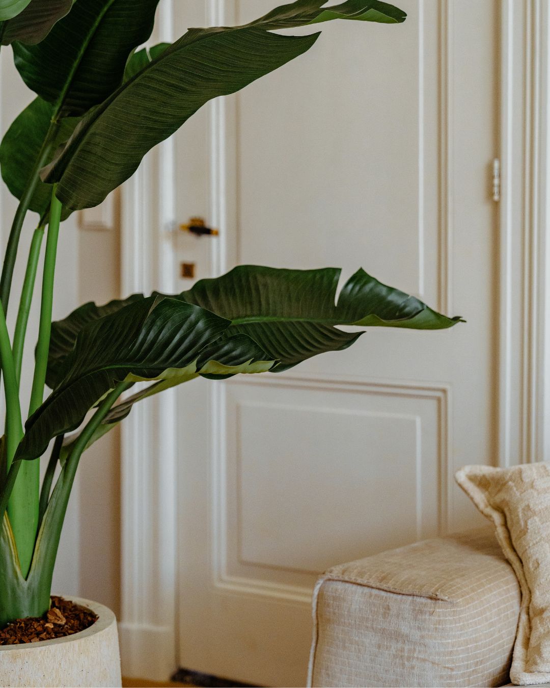 Kunstplant Strelitzia Deluxe 170 cm