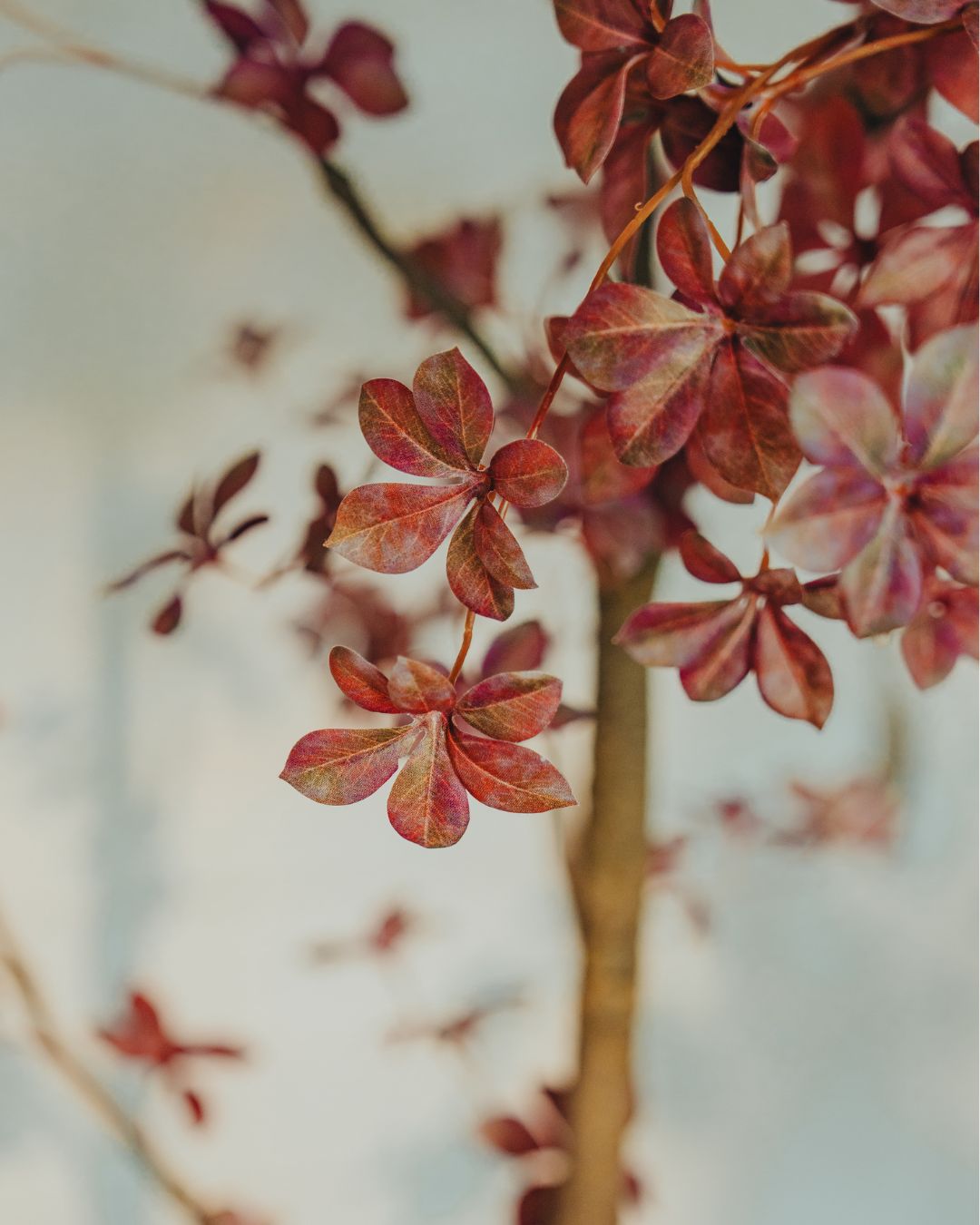Kunstboom Tropaeolum Burgundy 210 cm