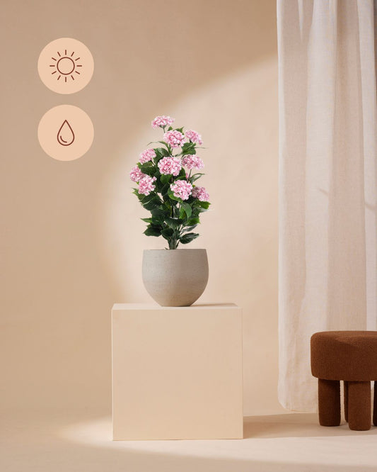Hydrangea pink outdoor 90 cm