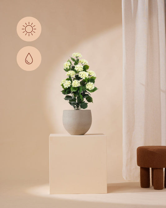 Hydrangea white outdoor 90 cm