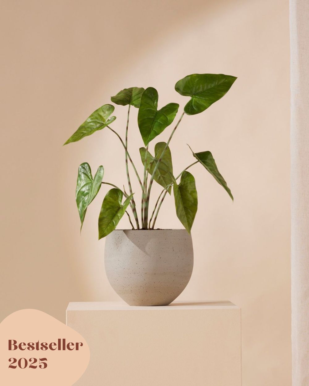 Kunstplant Alocasia zebrina 75 cm