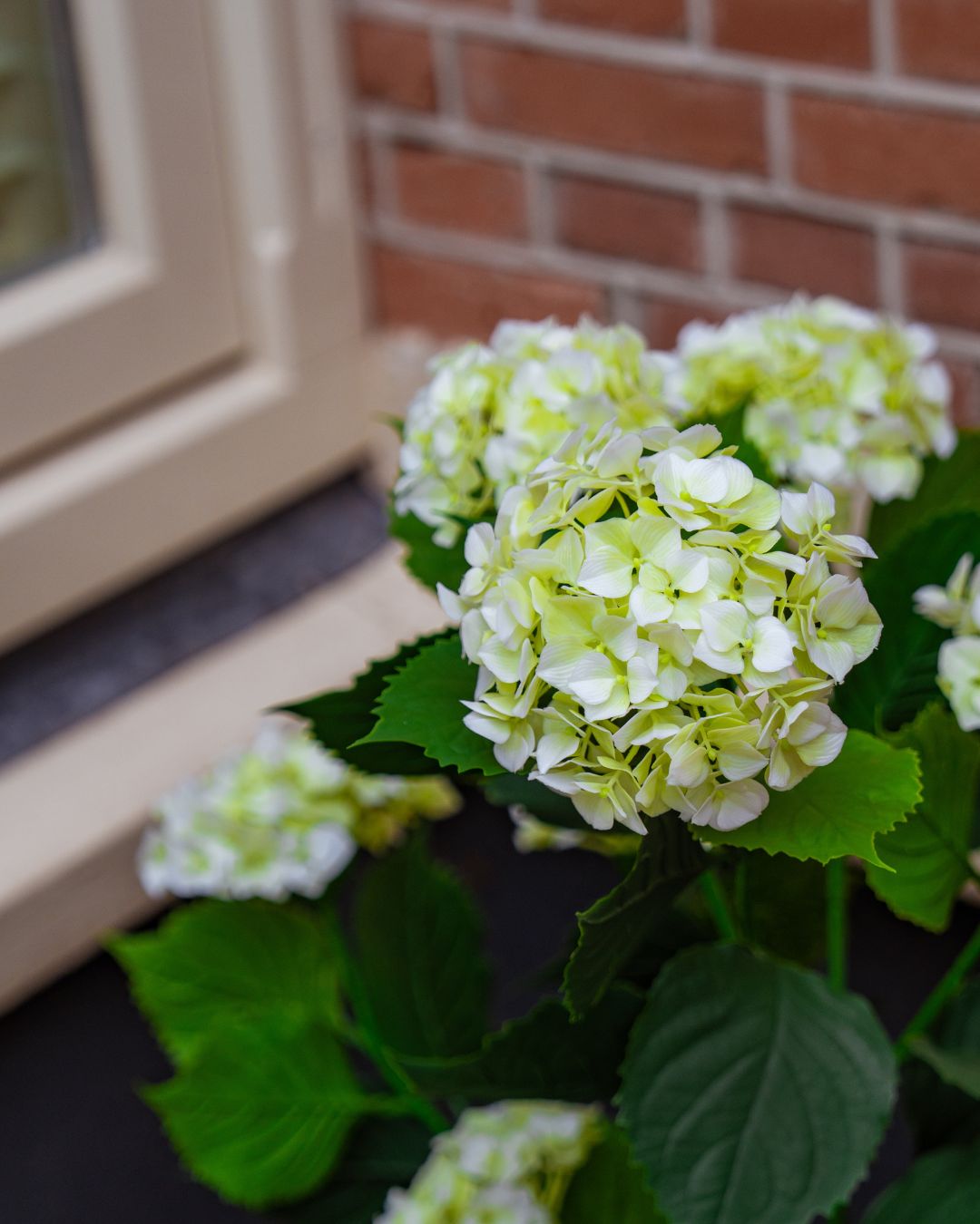 Hortensia wit outdoor 90 cm