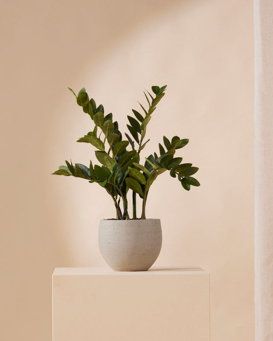Kunstplant Zamioculcas 70 cm